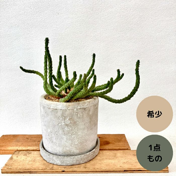 観葉植物現品販売