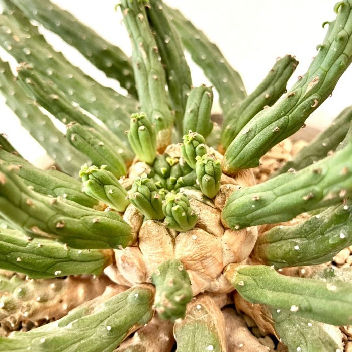 観葉植物現品販売