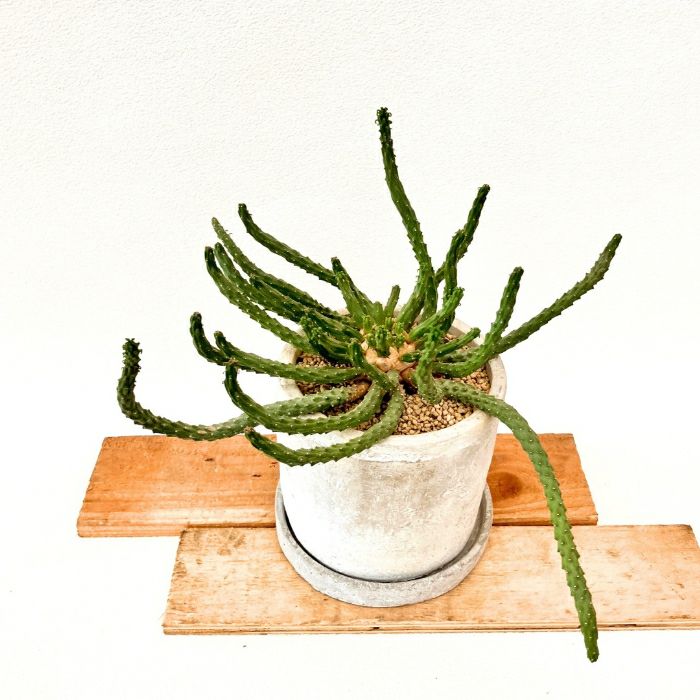 観葉植物現品販売