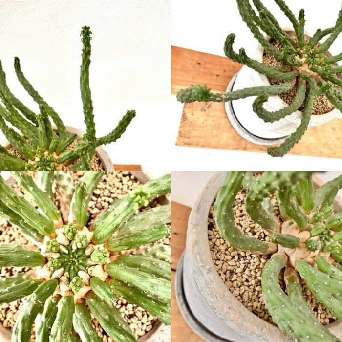 観葉植物現品販売