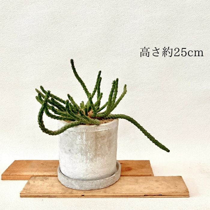 観葉植物現品販売