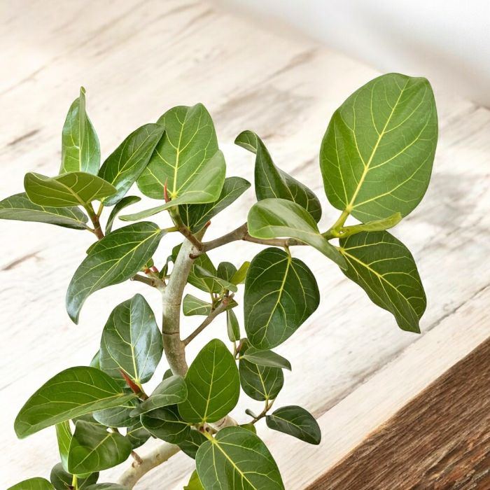 観葉植物現品販売