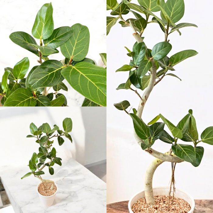 観葉植物現品販売