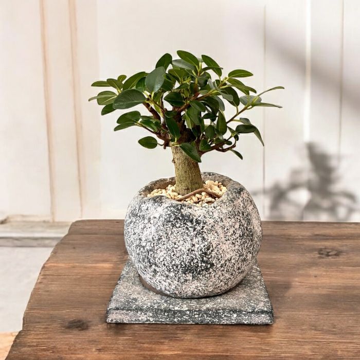 観葉植物 本物 【現品】☆朴仕立て幹太☆フランスゴム ワイルドな陶器