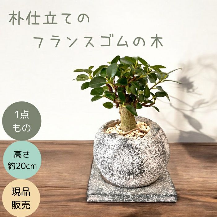 観葉植物現品販売