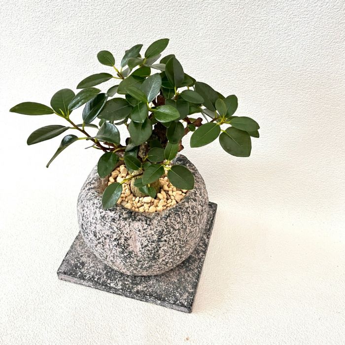 観葉植物現品販売