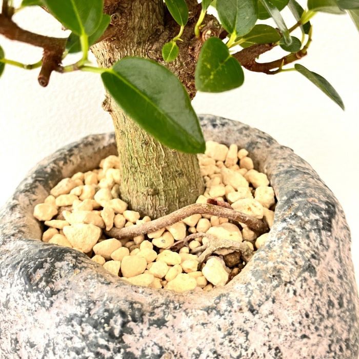 観葉植物現品販売