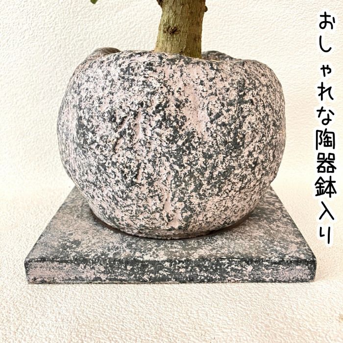 観葉植物現品販売