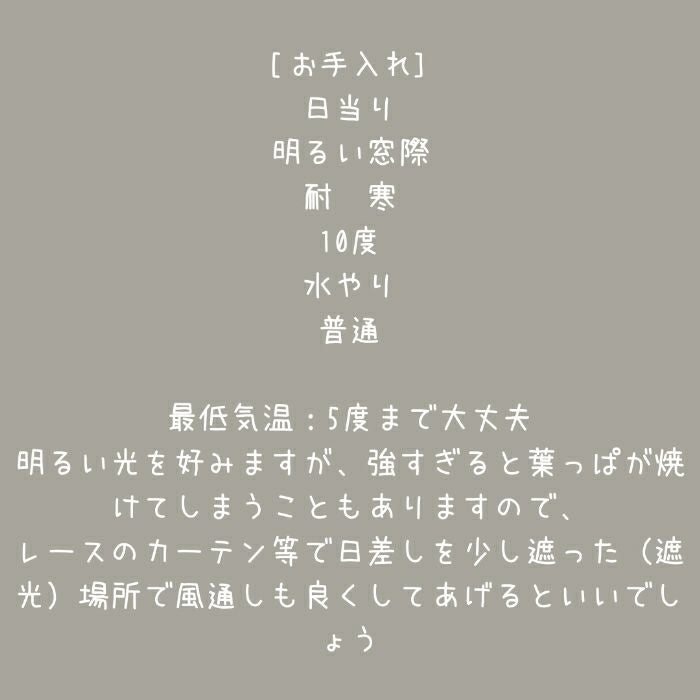 観葉植物現品販売