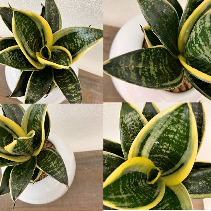 観葉植物現品販売