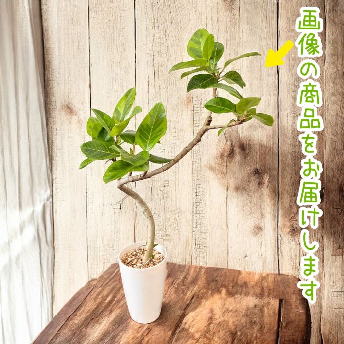 観葉植物現品販売