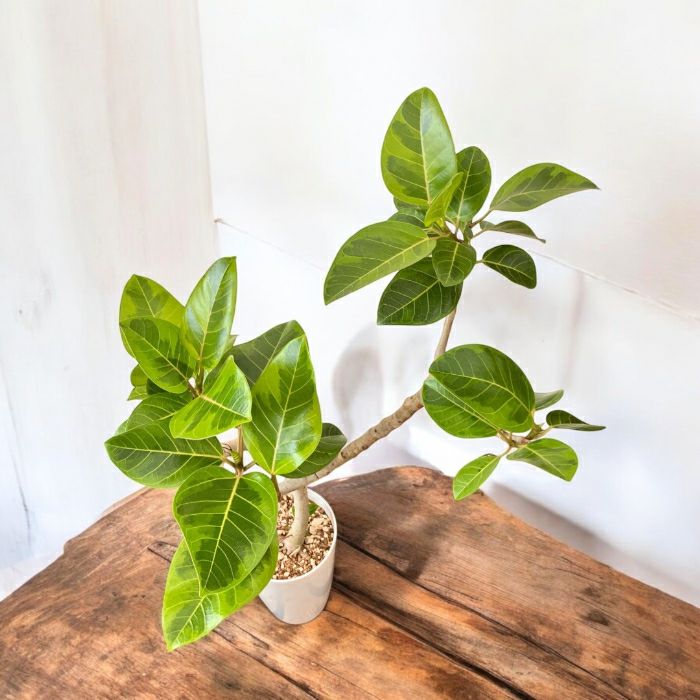 観葉植物現品販売