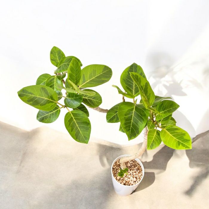 観葉植物現品販売