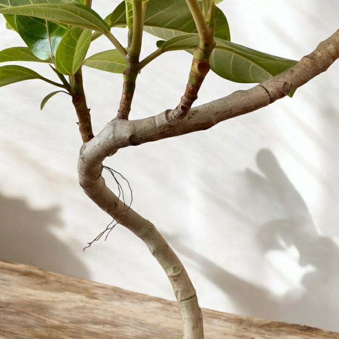 観葉植物現品販売