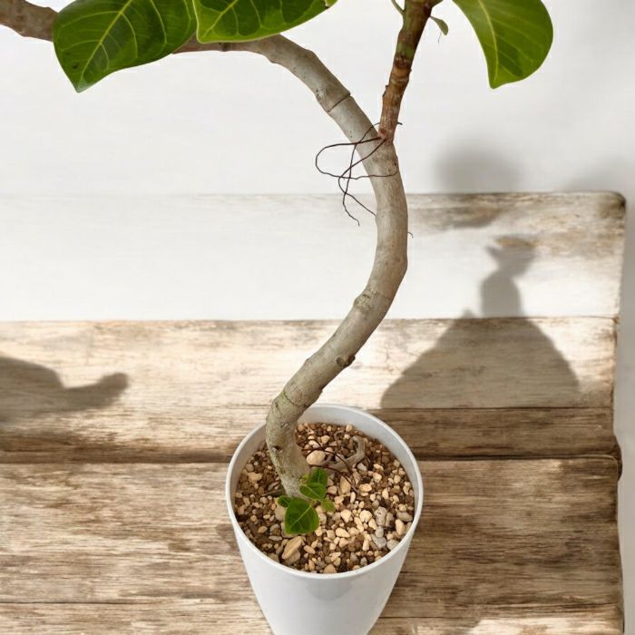 観葉植物現品販売