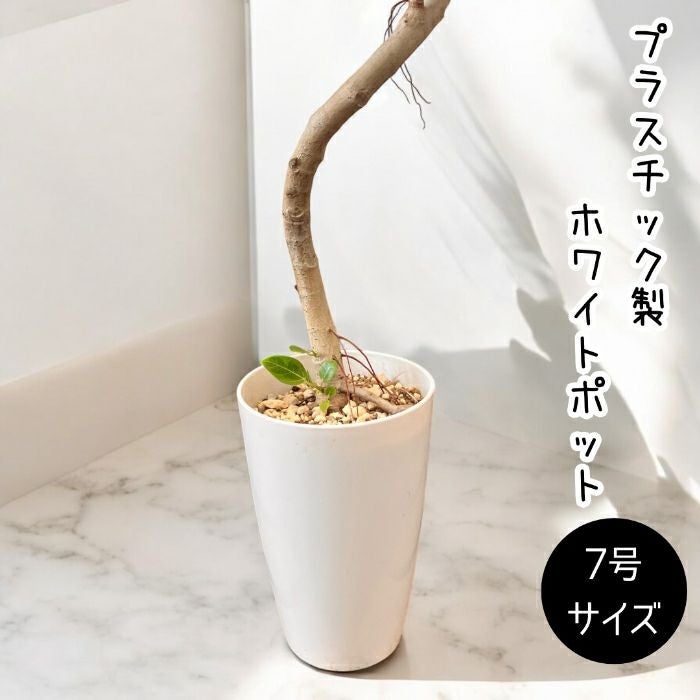 観葉植物現品販売