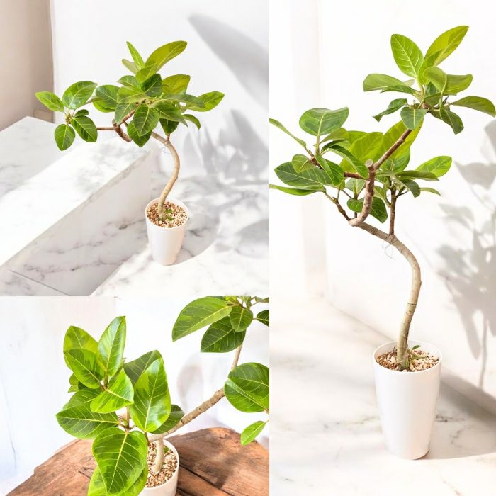 観葉植物現品販売