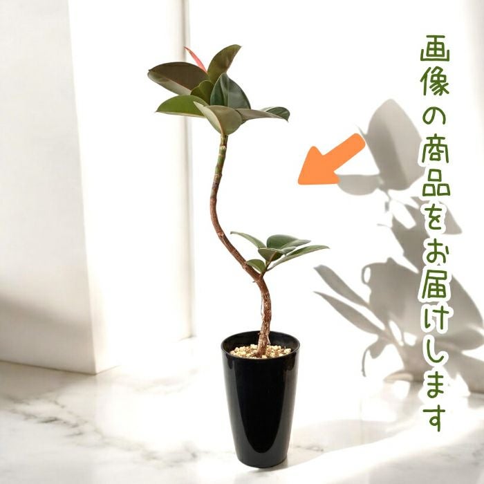 観葉植物現品販売