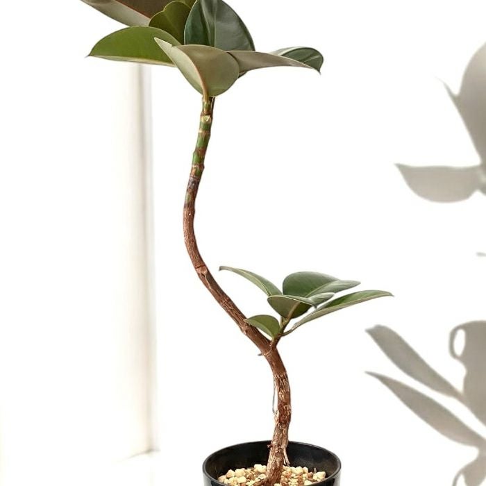 観葉植物現品販売