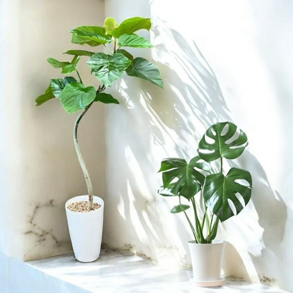 観葉植物 本物 新品 ☆2個セット☆ ウンベラータ7号プラ鉢ロングポット 