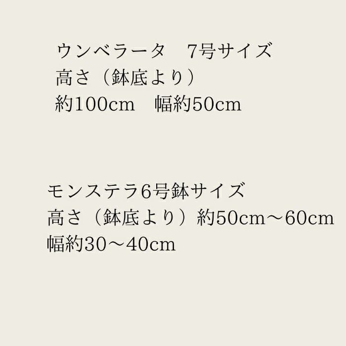 観葉植物現品販売