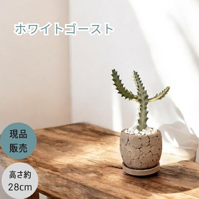 観葉植物現品販売