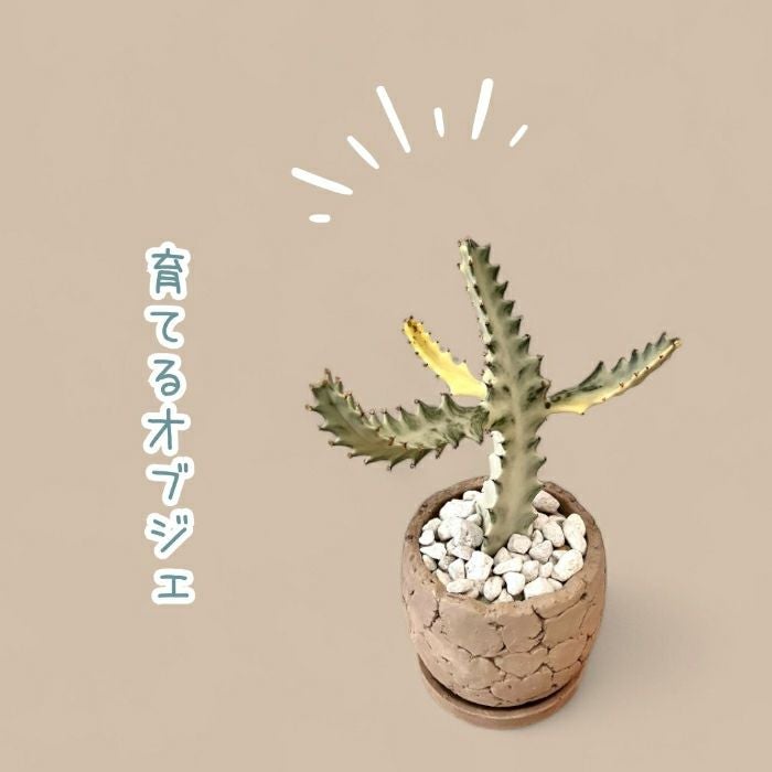 観葉植物現品販売