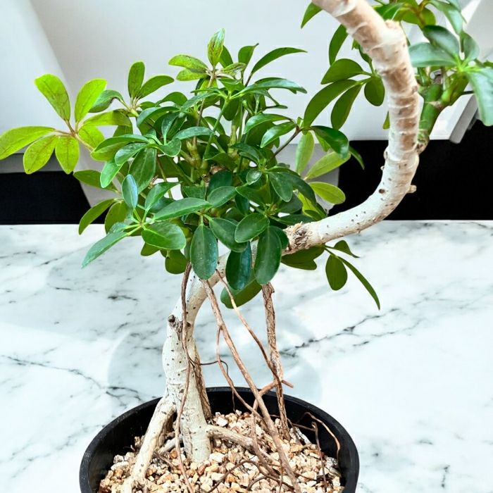 観葉植物現品販売