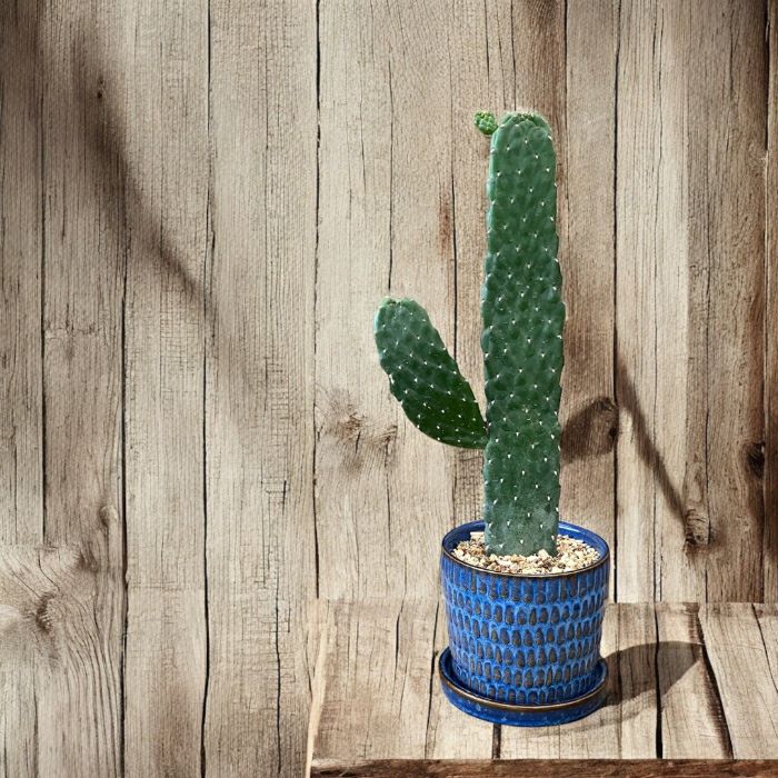 観葉植物 本物【現品】 ウチワサボテン 『スミエボシ』 ”バンザイ