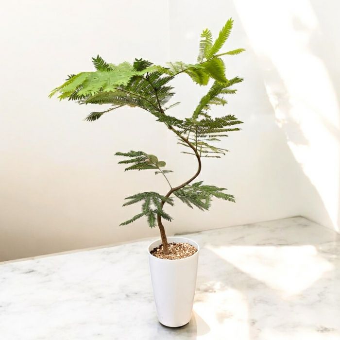 観葉植物 本物 【現品】 ☆くねくね樹形☆ 唯一無二 エバーフレッシュ