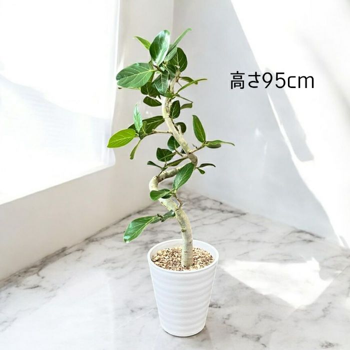 観葉植物現品販売
