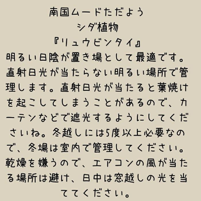 観葉植物現品販売