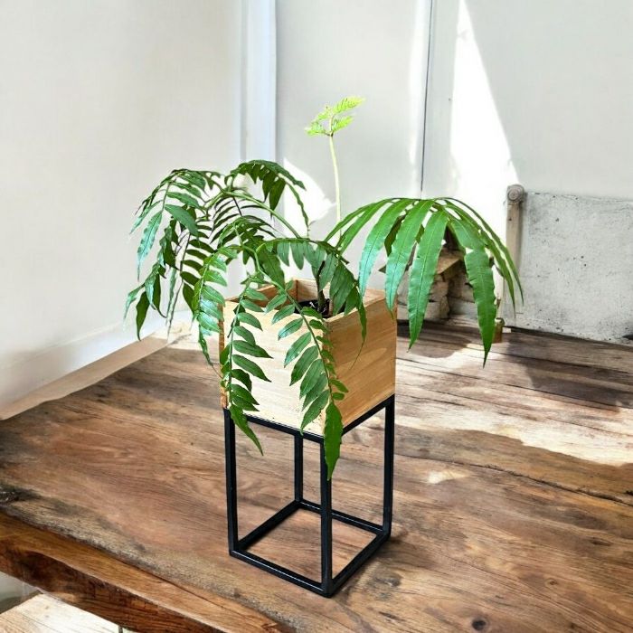 観葉植物現品販売