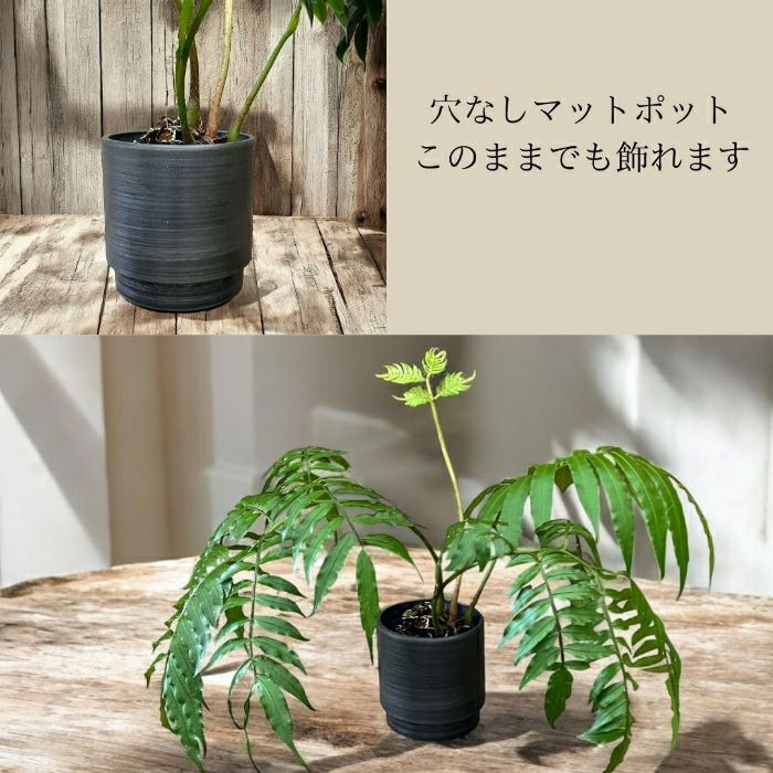 観葉植物現品販売