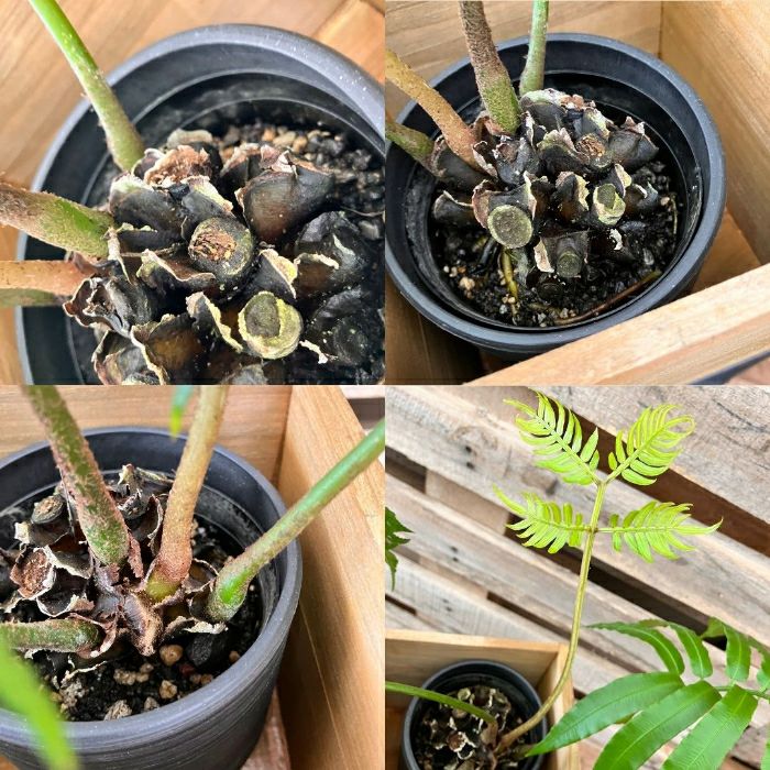 観葉植物現品販売