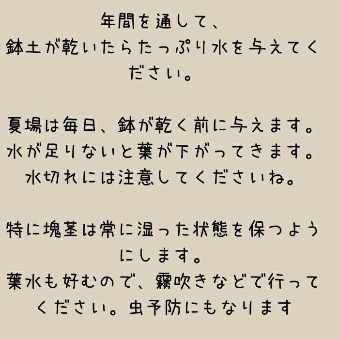 観葉植物現品販売