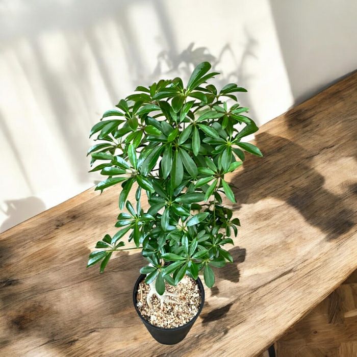 観葉植物現品販売