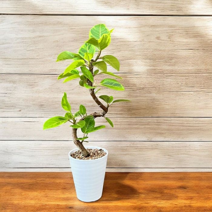観葉植物 本物 新品 『数量限定』☆らせん樹形☆ フィカス アルテシマ
