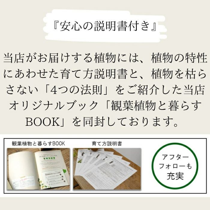 観葉植物現品販売