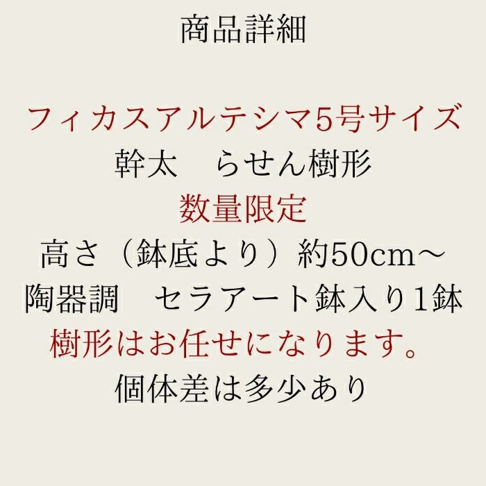 観葉植物現品販売