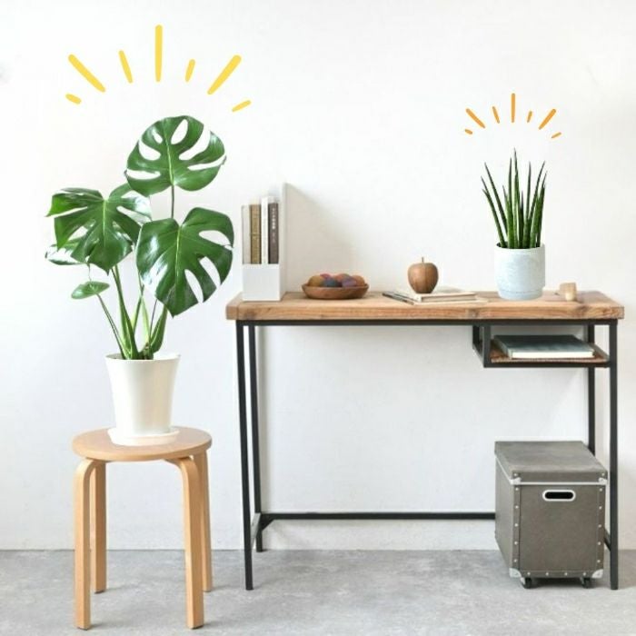 観葉植物現品販売