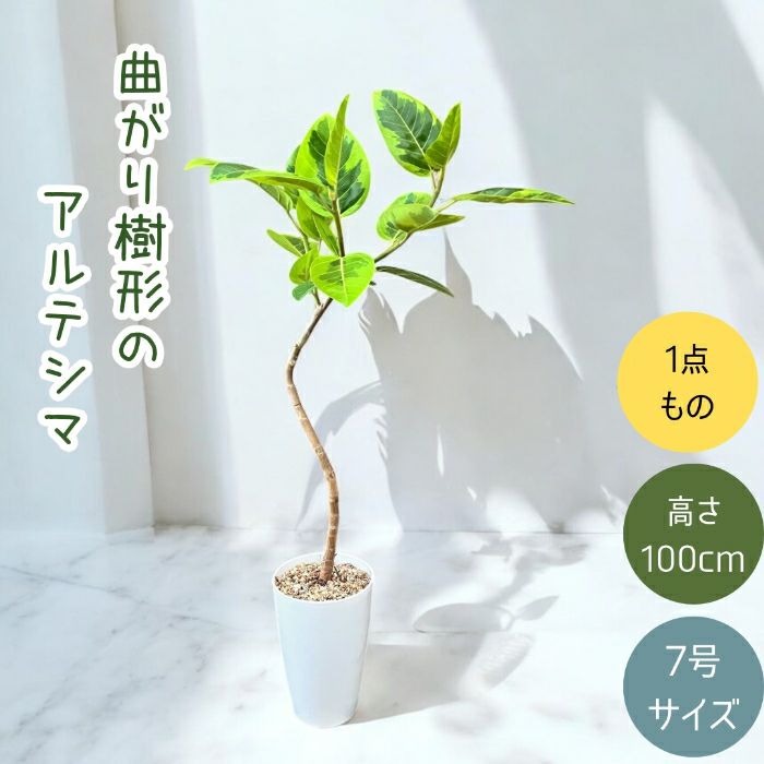 観葉植物現品販売