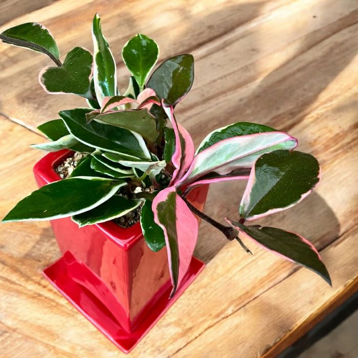 観葉植物現品販売