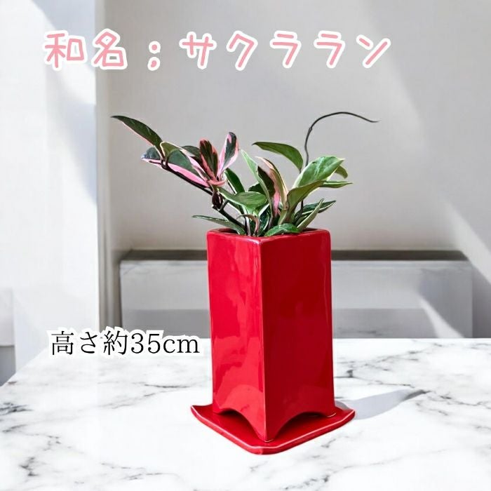 観葉植物現品販売