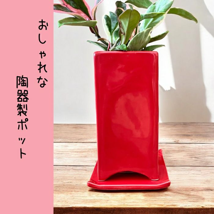 観葉植物現品販売