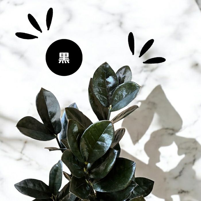 観葉植物現品販売