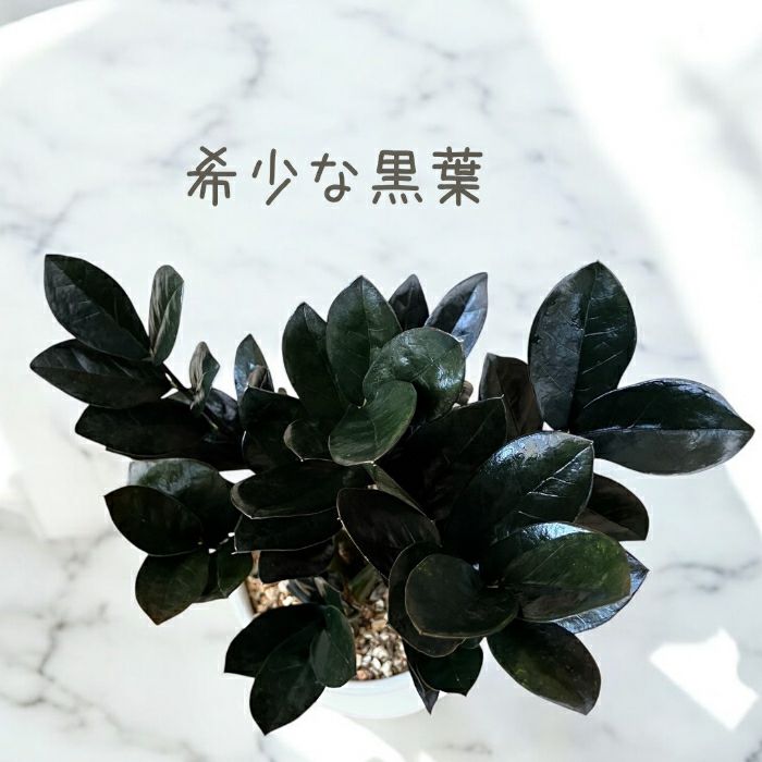 観葉植物現品販売