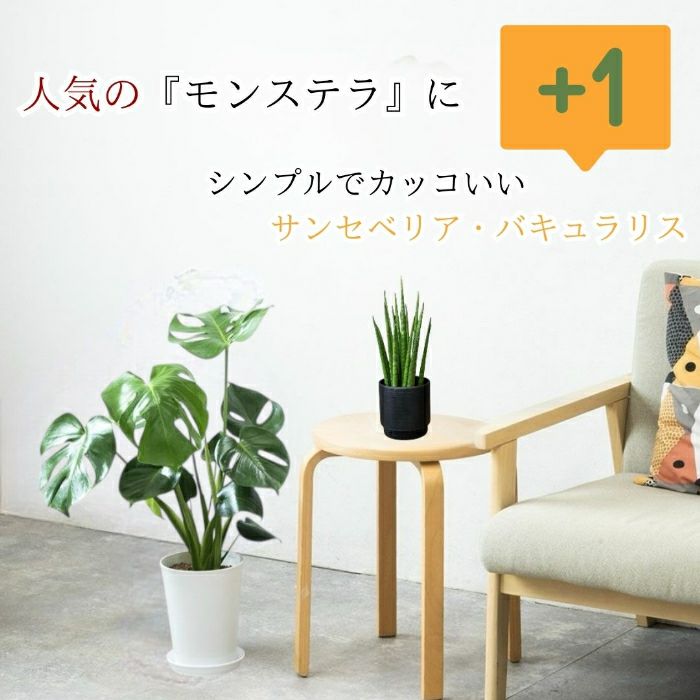 観葉植物現品販売