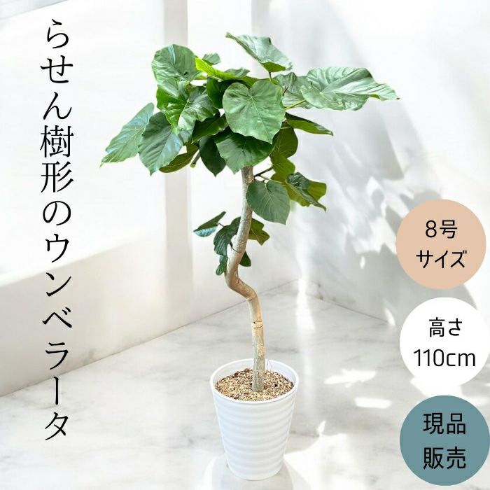 観葉植物現品販売