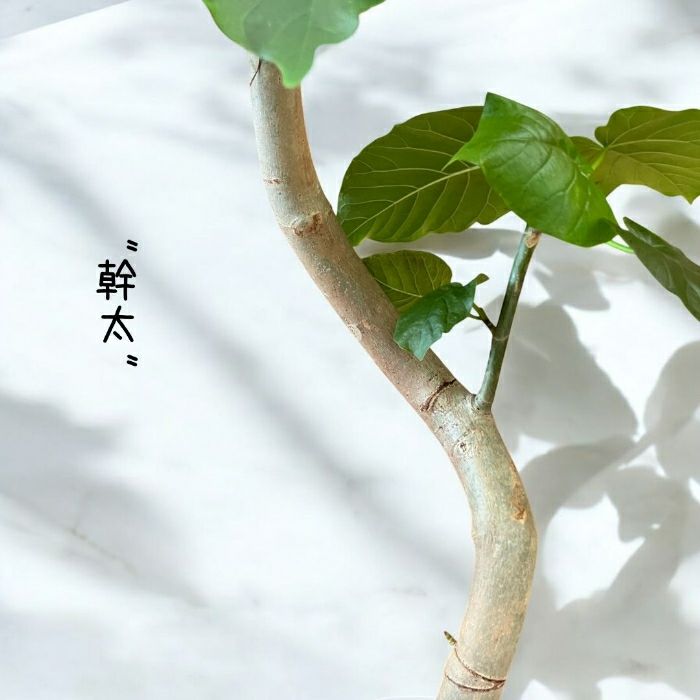 観葉植物現品販売